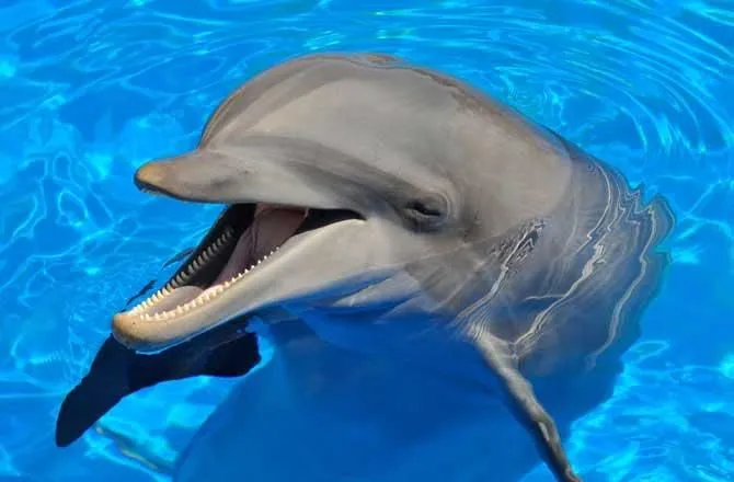 Delfines inspiran dispositivo de rescate por radar - Paperblog