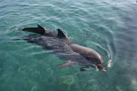 Rescatan un delfin recien nacido en playa de uruguay - Imagui