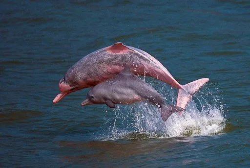 Delfines rosados podrían desaparecer de Hong Kong | Las noticias ...