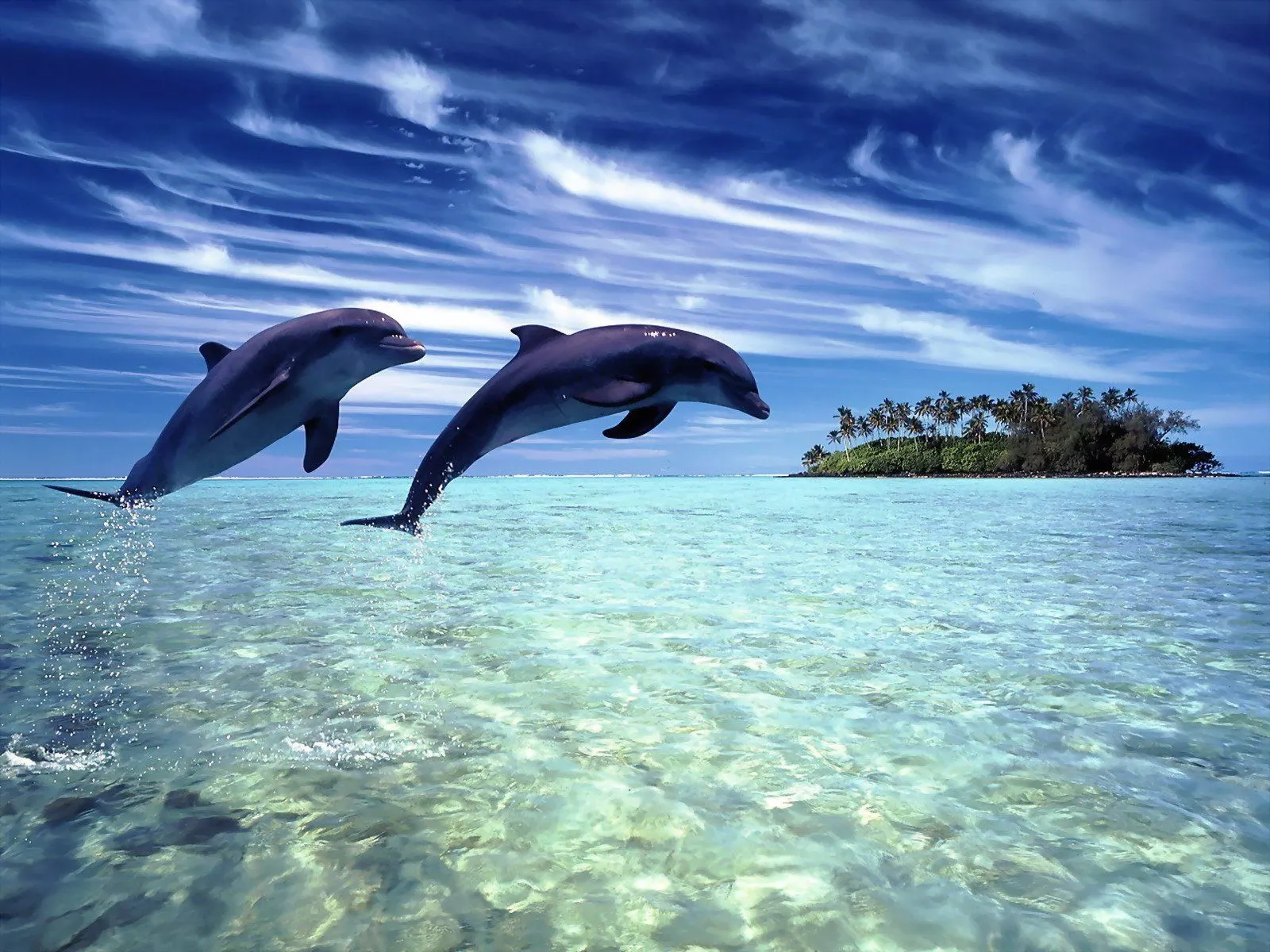 Como delfines saltando, yo feliz voy saltando. Disfrutando del mundo ...