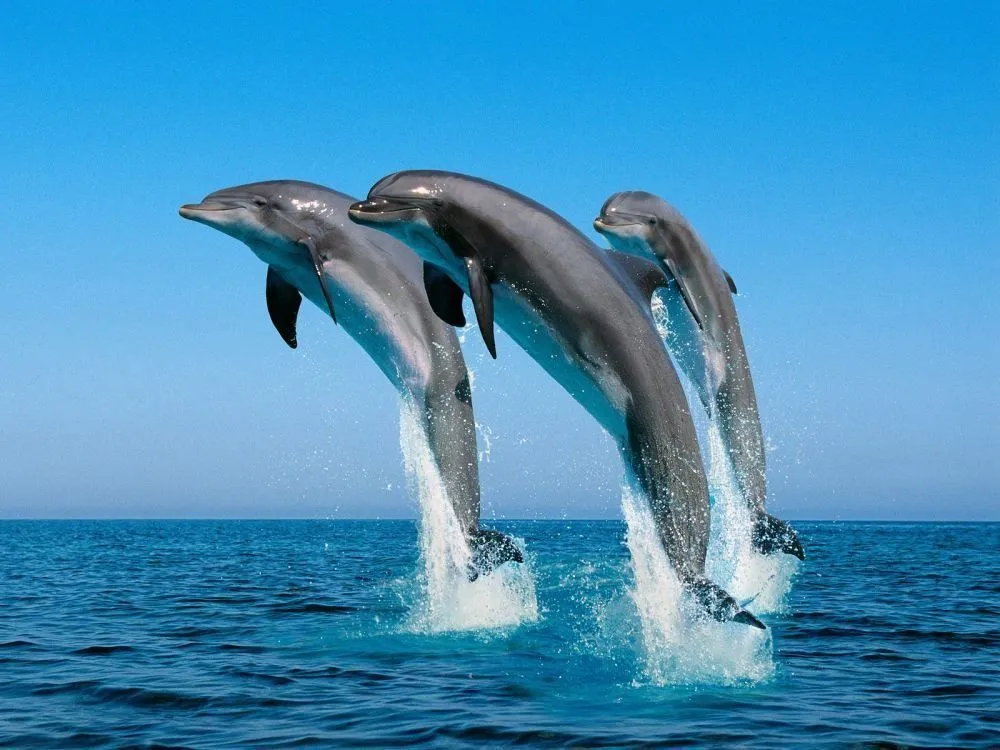 Delfines saltando en el mar :: Imágenes y fotos