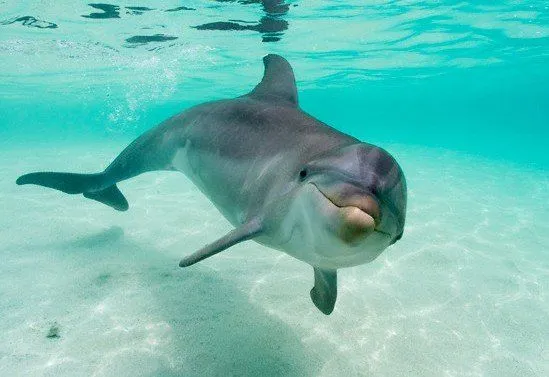 Delfines: Delfín Mular