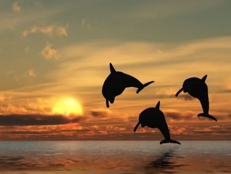 delfines_saltando_en_puesta_de ...