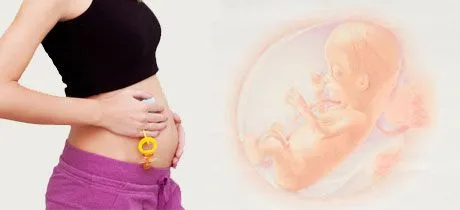 Desarrollo del bebé en la semana 14 de embarazo