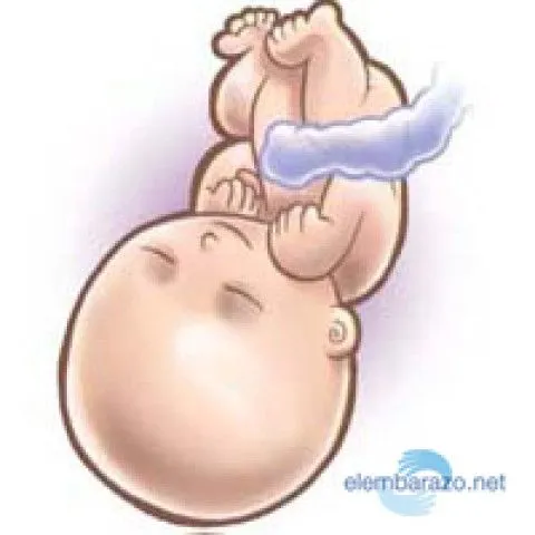 Desarrollo del bebé - Semanas de Embarazo