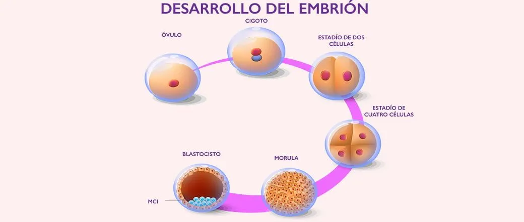 desarrollo-del-embrion-en- ...