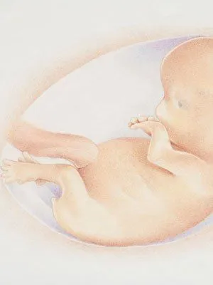 Tercer mes de embarazo. Etapas del embarazo