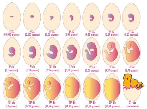 Desarrollo embrionario de un pollito | Recurso educativo 95520 ...
