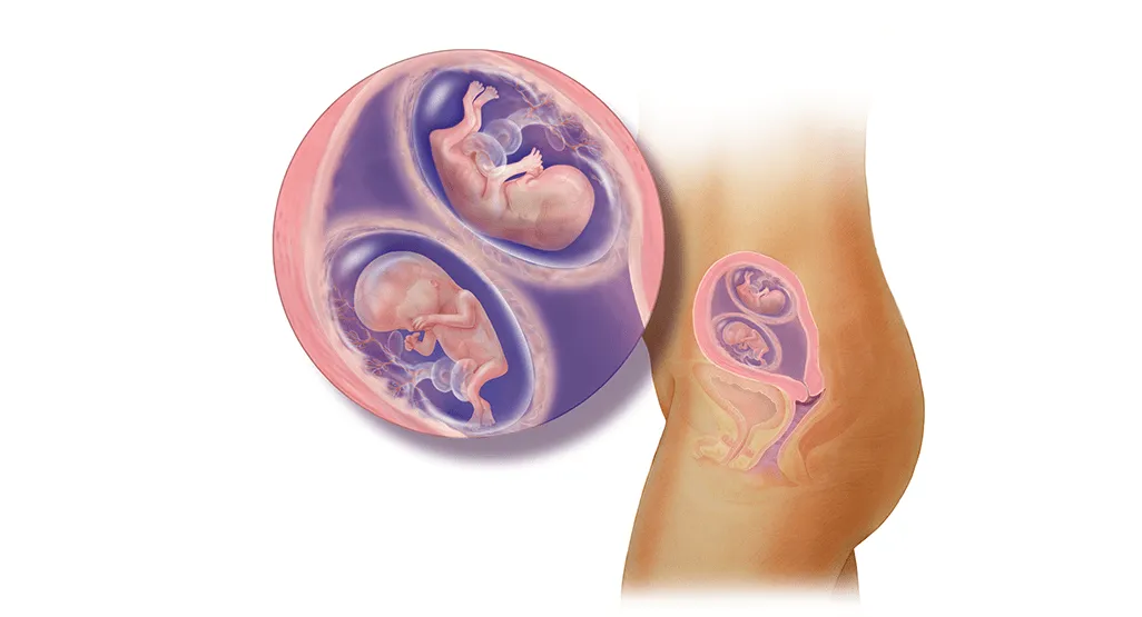 Desarrollo fetal de mellizos -12 semanas - BabyCenter