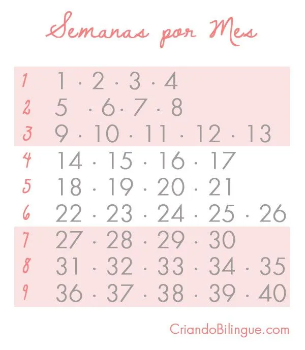 Desarrollo Fetal – Semanas por Mes **Actualizado | Criando Bilingue Desarrollo Fetal – Semanas por Mes **Actualizado | Criando Bilingue