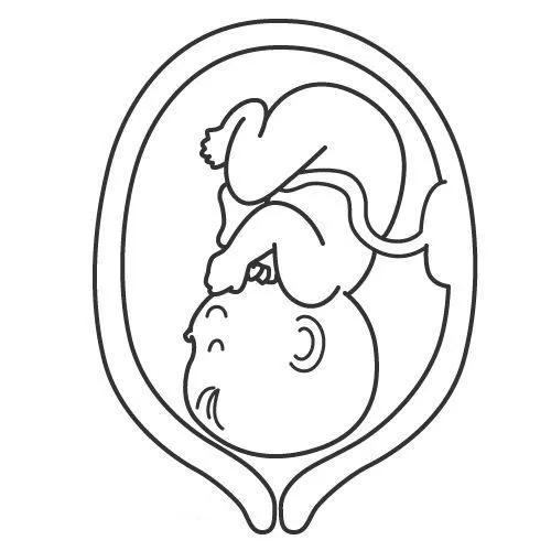 Periodo embrionario para colorear - Imagui
