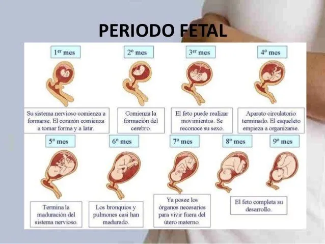 desarrollo-prenatal-y- ...