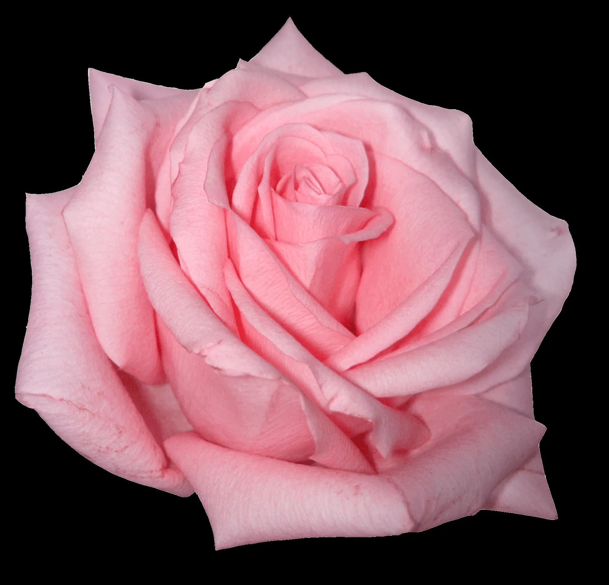 El desastre de María: Recursos para ediciones: pink PNG rosa El desastre de María: Recursos para ediciones: pink PNG rosa