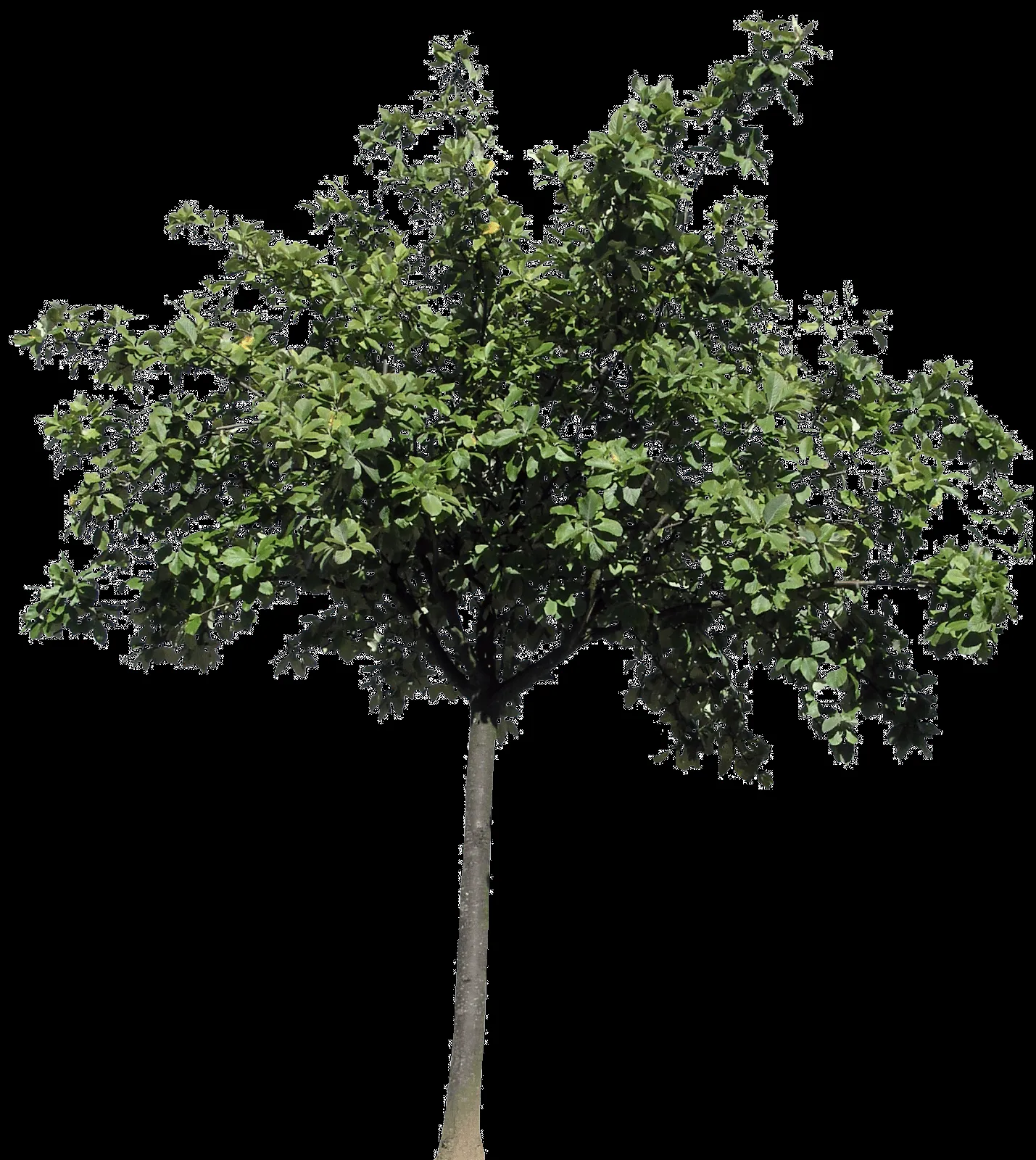 Descargar árboles png gratis - Archicad - Artlantis - TwinMotion - Lumion