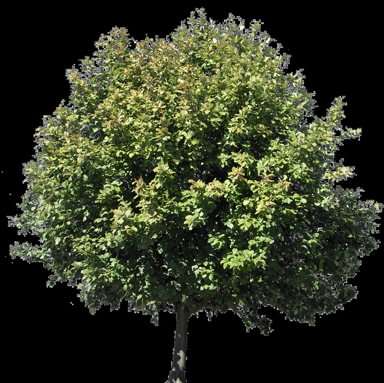 Descargar árboles png gratis - Archicad - Artlantis - TwinMotion - Lumion