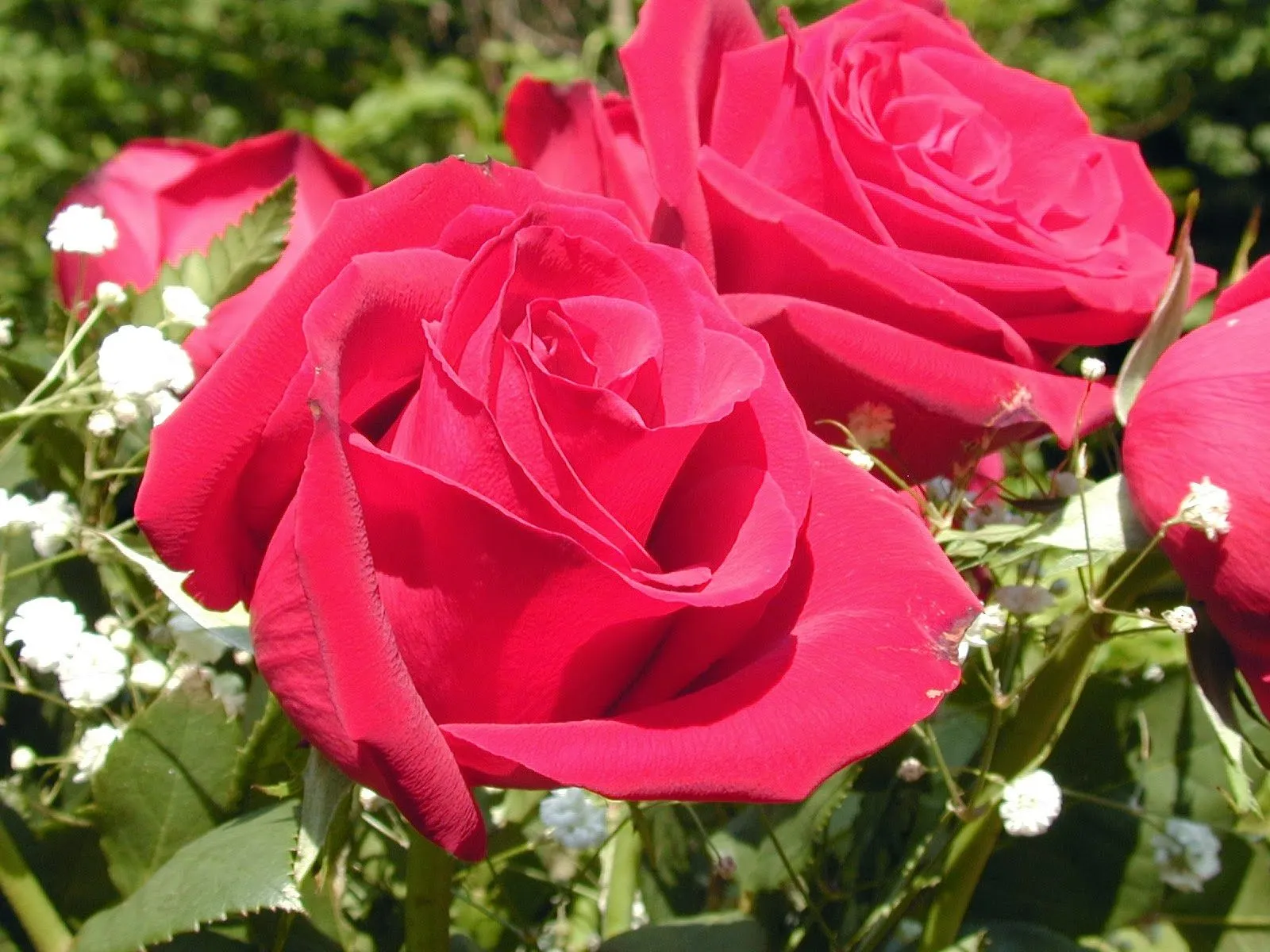Descargar imagenes de rosas hermosas - Imagui Descargar imagenes de rosas hermosas - Imagui