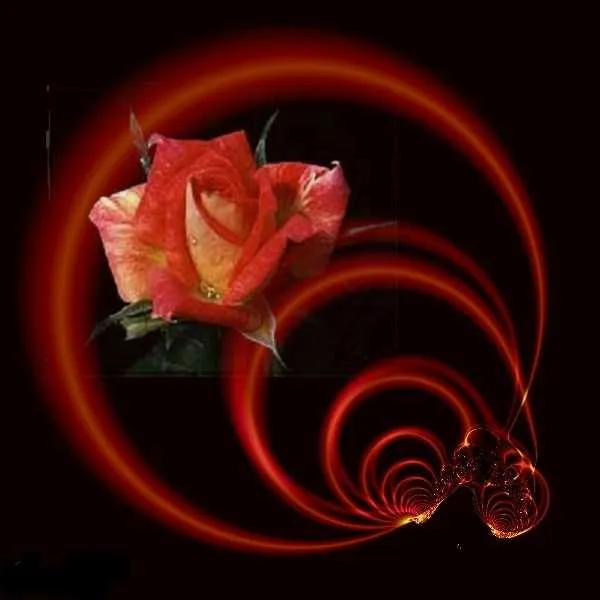 Descargar imágenes de rosas con movimiento gratis - Imagui