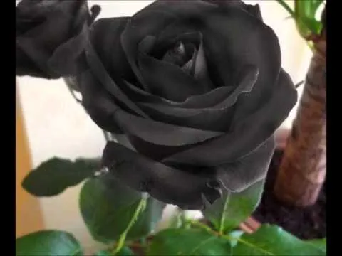 Descargar imagenes de rosas negras - Imagui