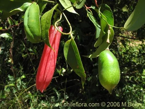 Descripción e imágenes de Lapageria rosea (Copihue), una planta ...