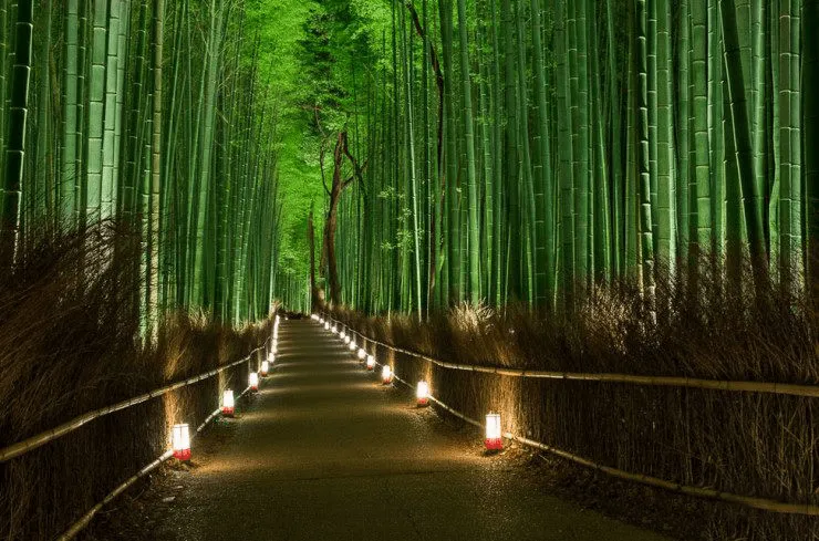Descubre Tu Mundo : Destino: «Sagano» el precioso bosque de bambú ...