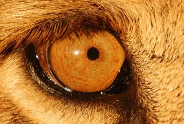 Descubre de cerca los ojos de los animales | Lenticom