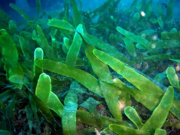 Descubren un alga marina autóctona del Mediterráneo en aguas ...