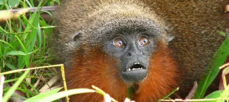 Descubren nueva especie de mico en Colombia | Esencia21 Blog