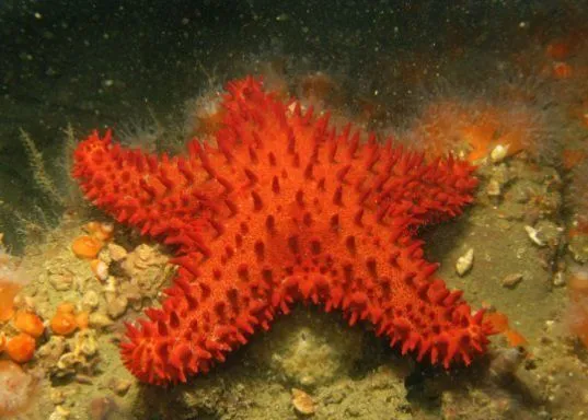 Descubren tres nuevas especies de estrellas de mar en el litoral ...