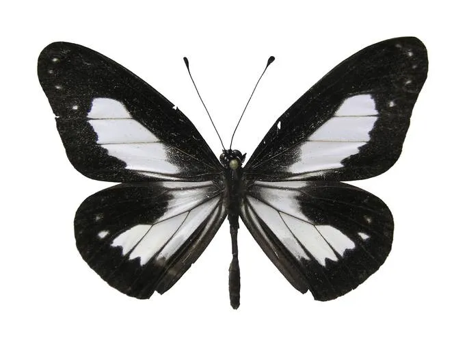Imagen de mariposa en blanco - Imagui