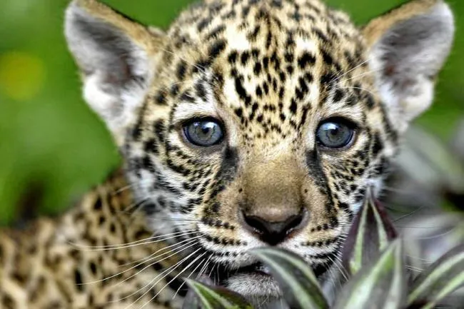 Descubren en México una colonia de jaguares en peligro de ...