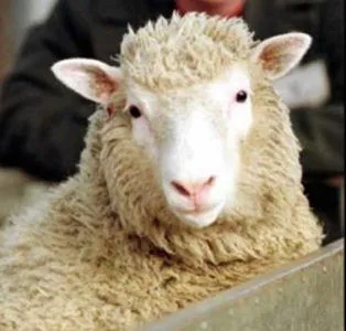 Descubren una oveja con el mismo timbre de voz que Shakira ...