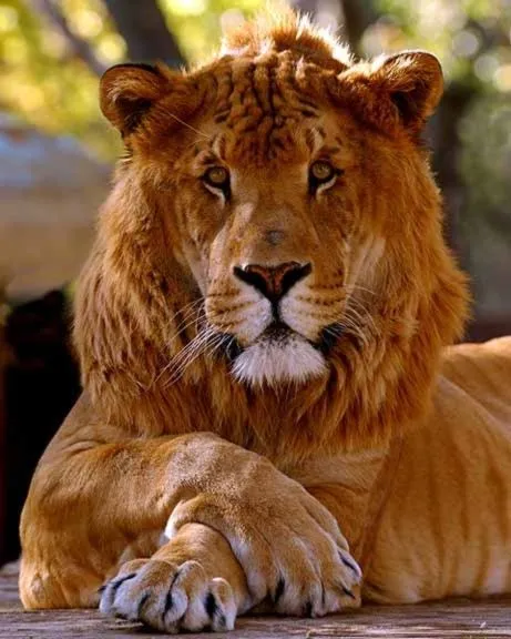 Descubrimiento de nueva especie felina -Ligres- leones tigres ...