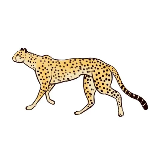 Como Desenhar um Leopardo: 7 Passos (com Imagens)