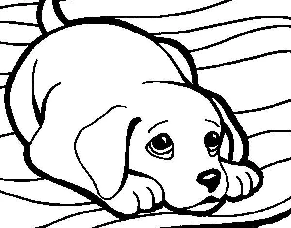 Desenho de Cãozito no tapete para Colorir - Colorir.com