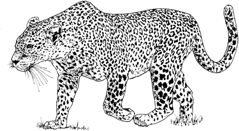 Desenho de Leopardo andando para colorir | Desenhos para colorir e ...