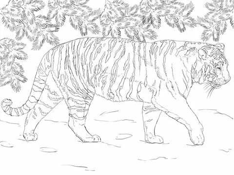 Desenho de Tigre-siberiano para colorir | Desenhos para colorir e ...