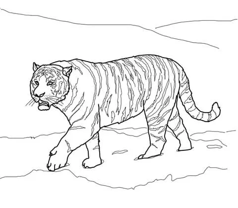 Desenho de Tigre-siberiano ou tigre-de-amur para colorir ...