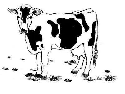 Desenho de Vacas Para Colorir | Imagens Para Colorir Desenho de Vacas Para Colorir | Imagens Para Colorir