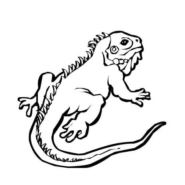Desenhos para colorir de animais selvagens: Iguana