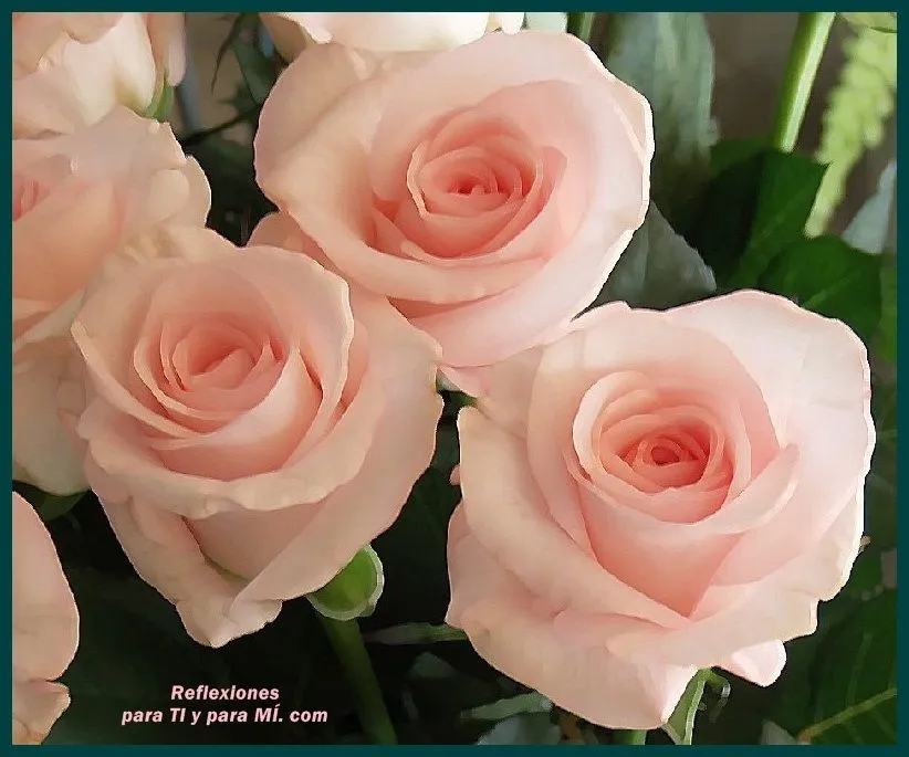 Buenos Deseos para TI y para MÍ: * Hermosas Rosas color rosa pálido Buenos Deseos para TI y para MÍ: * Hermosas Rosas color rosa pálido