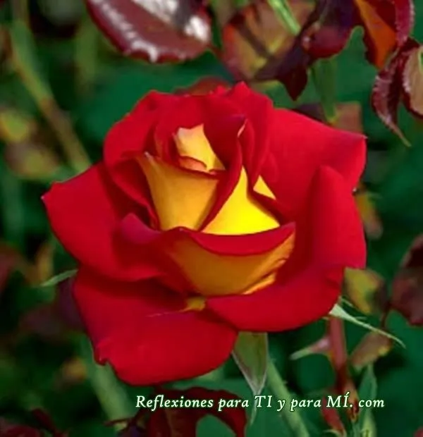 Buenos Deseos para TI y para MÍ: * Impactante Rosa ROJA Y AMARILLA Buenos Deseos para TI y para MÍ: * Impactante Rosa ROJA Y AMARILLA