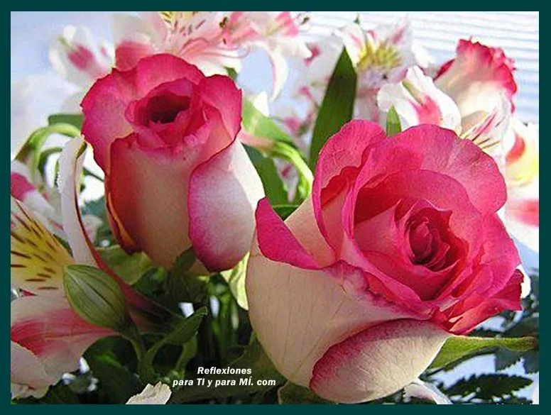 Buenos Deseos para TI y para MÍ: * Rosas Rosas