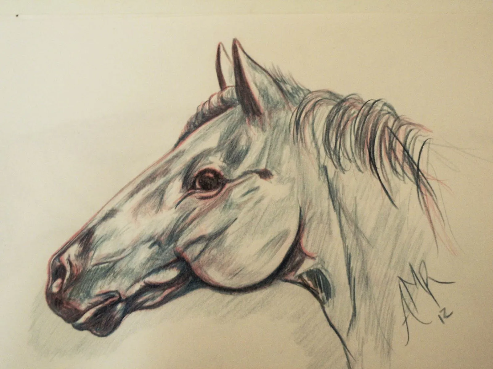 DESIGN ART: dibujo cabeza de caballo en lapiz de color