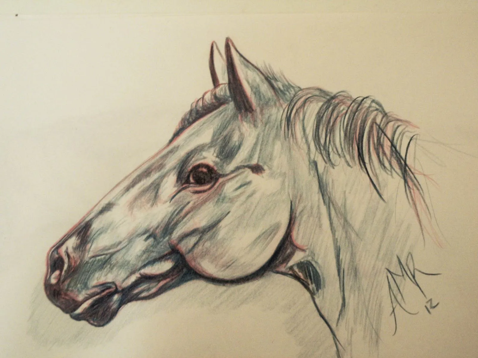 Dibujos de cabezas de caballos a lapiz - Imagui Dibujos de cabezas de caballos a lapiz - Imagui
