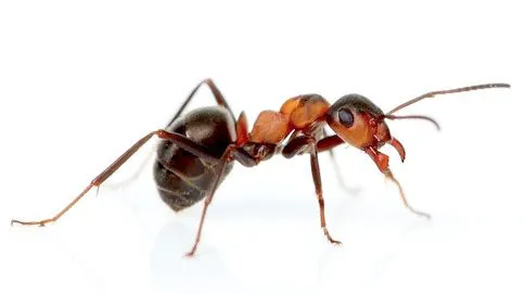 Desinsectación Madrid - Eliminar hormigas | Ant control de plagas