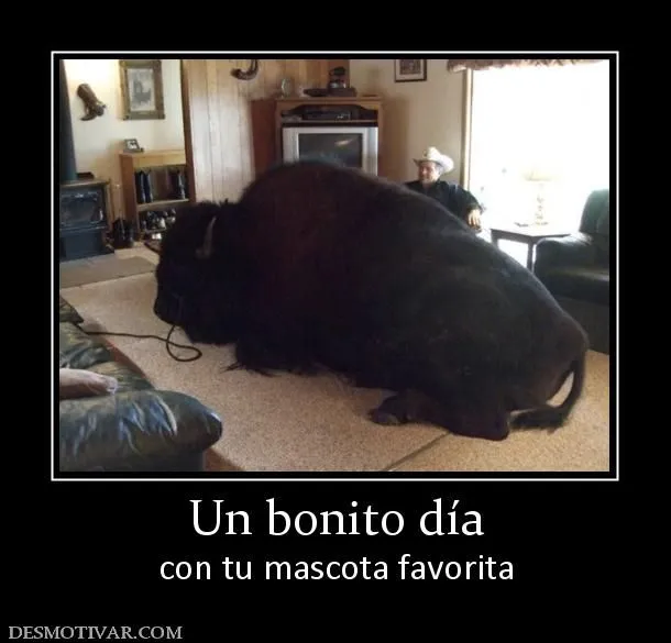 Desmotivaciones Un bonito día con tu mascota favorita Desmotivaciones Un bonito día con tu mascota favorita