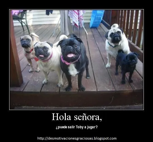 Desmotivaciones graciosas de perros - Imagui Desmotivaciones graciosas de perros - Imagui