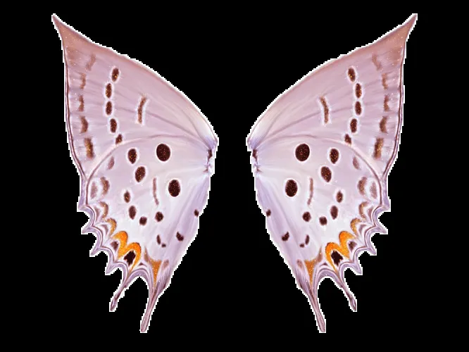 DeviantArt: More Like Alas de mariposa PNG by Walkii