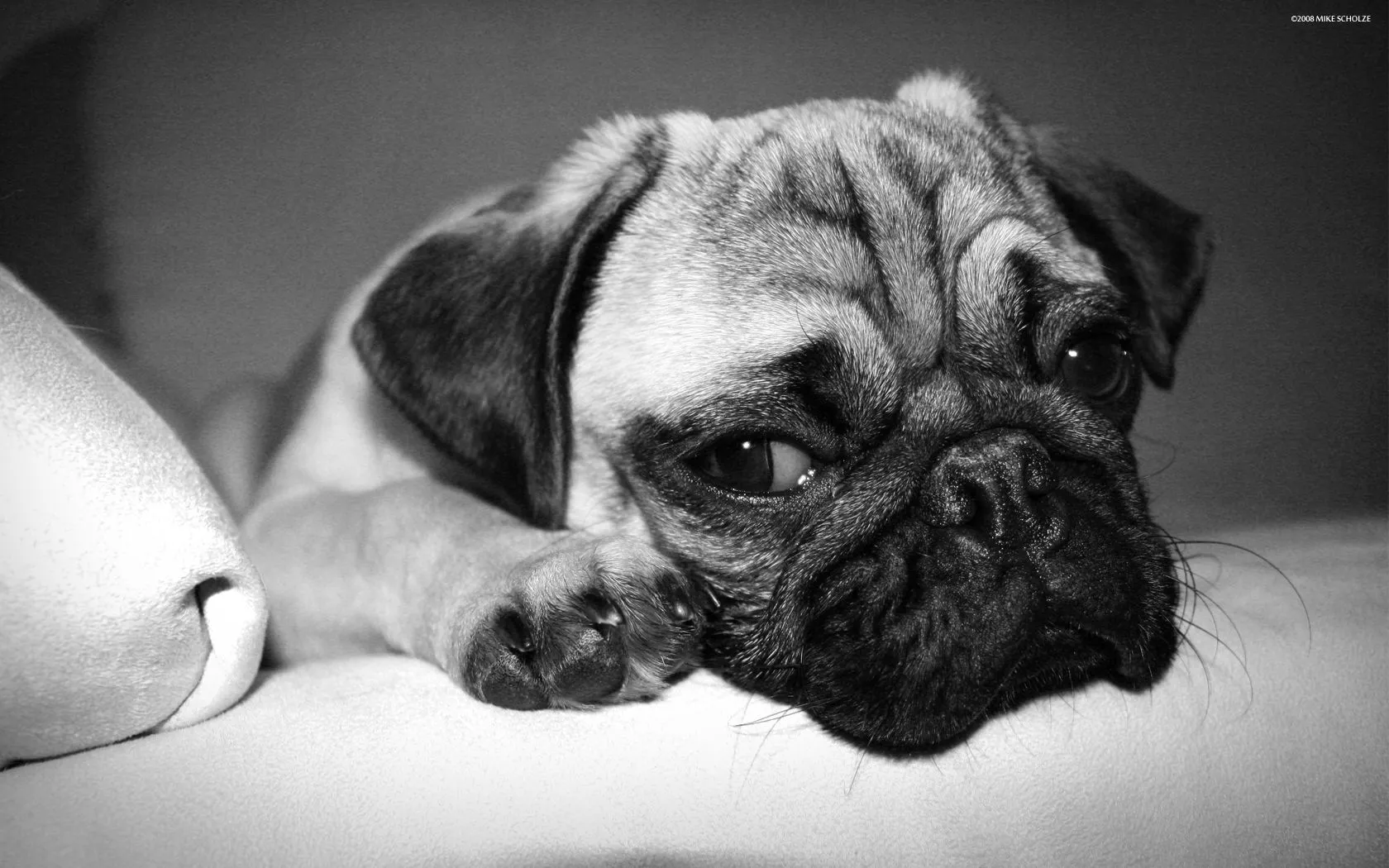 DeviantArt: More Like pug - mops wallpaper by HAPZ86 DeviantArt: More Like pug - mops wallpaper by HAPZ86