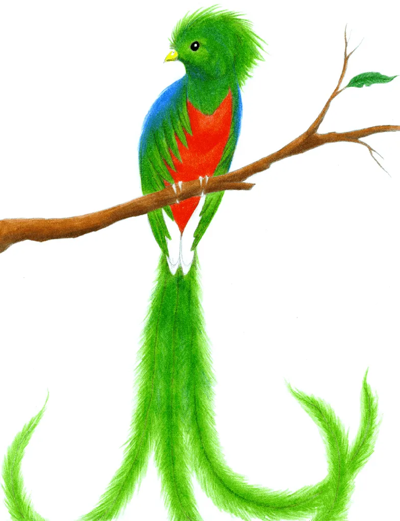 DeviantArt: More Like Resplendent Quetzal by SeraphimSeranade